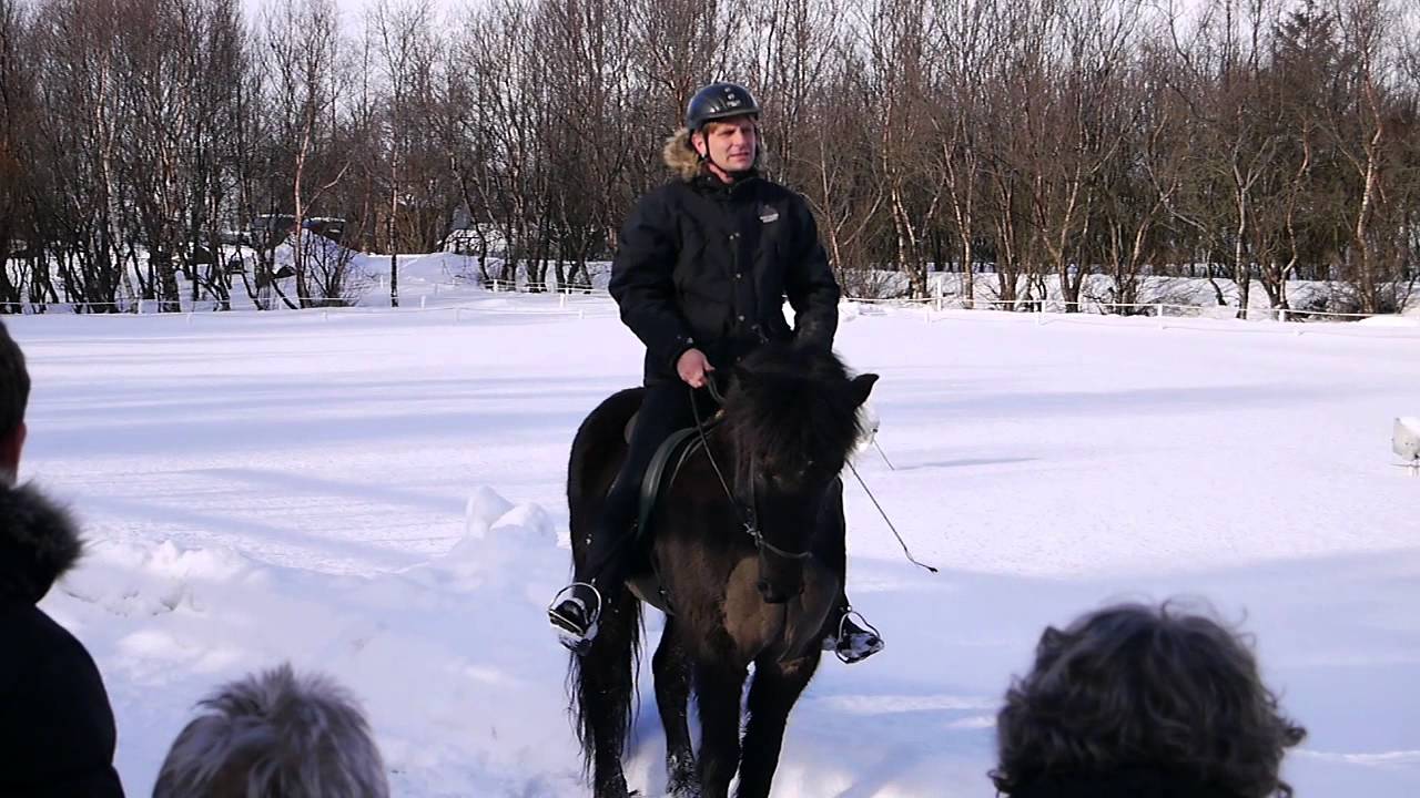 Icelandic Horse Demonstrating 5 Gaits