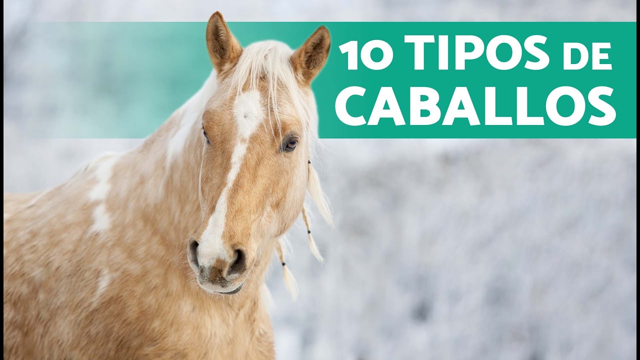 ¿Cuántos TIPOS de CABALLOS Existen? 🐎 (10 Razas de Caballos y sus Características)