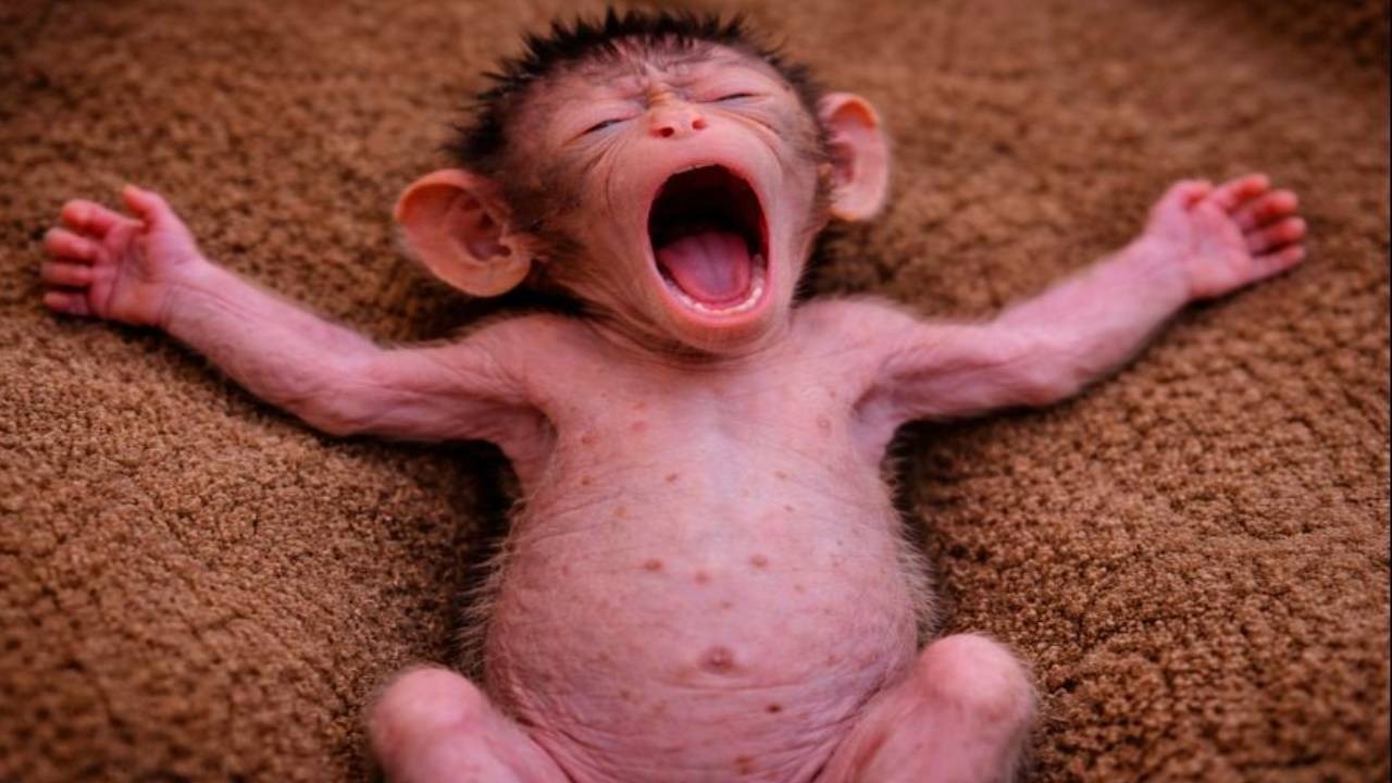 🔴 LIVE: So Cute! Baby Monkey Takes Its First Steps 🐒🥰
