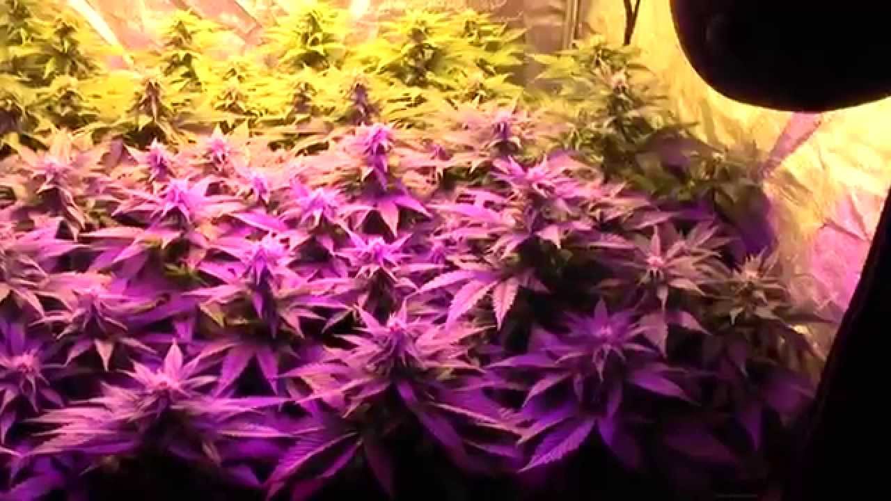 700W LED + 600W HPS SCROG GROW  Day 24 flower