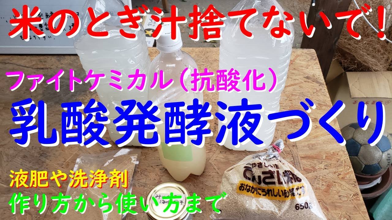 【米のとぎ汁 乳酸発酵液】果樹や野菜に適した簡単に作れる乳酸液肥の作り方
