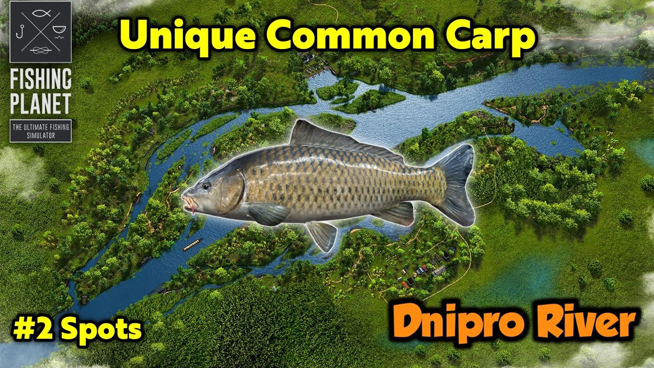 Unique Common Carp Dnipro River - Fishing Planet
