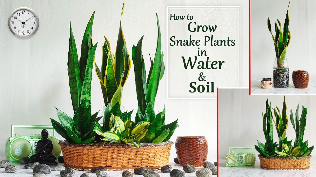 Amazing Snake Plant Arrangement Ideas-Snake Plant Decoration-Snake Plant Growing Ideas//GREEN PLANTS