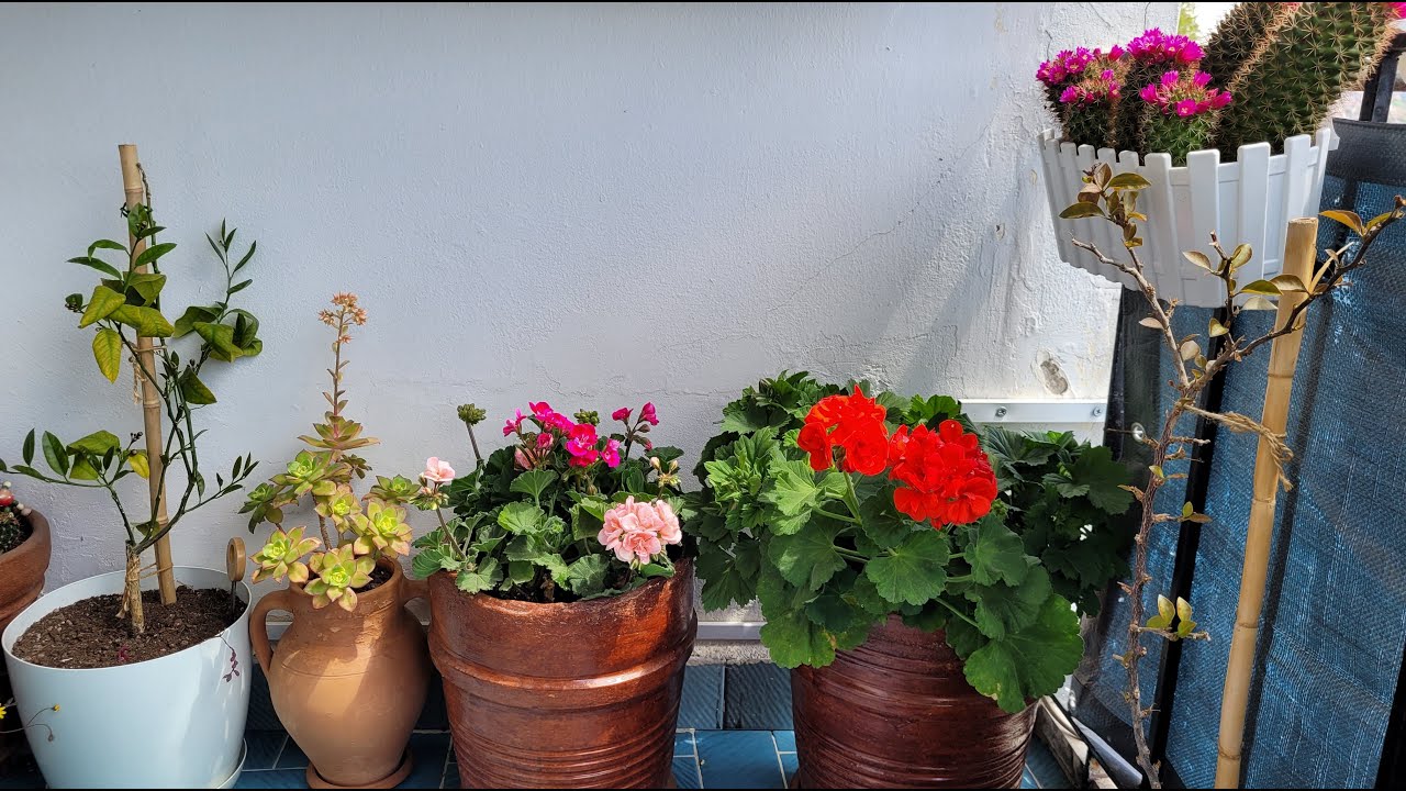 Bahçe Market'ten Aldığım Sardunya ve Koyun Gübresi