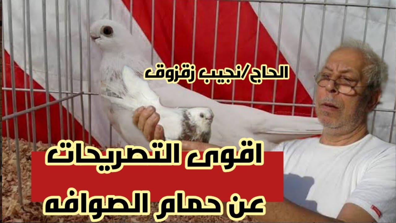 حمام الصوافه مع اخطر التصريحات مع ا/نجيب زقزوق#لوفت_عمرو_اشرف