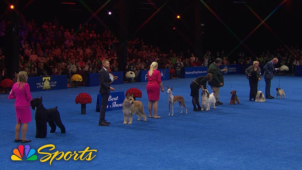 National Dog Show 2024: Best in Show (Full Judging) | NBC Sports