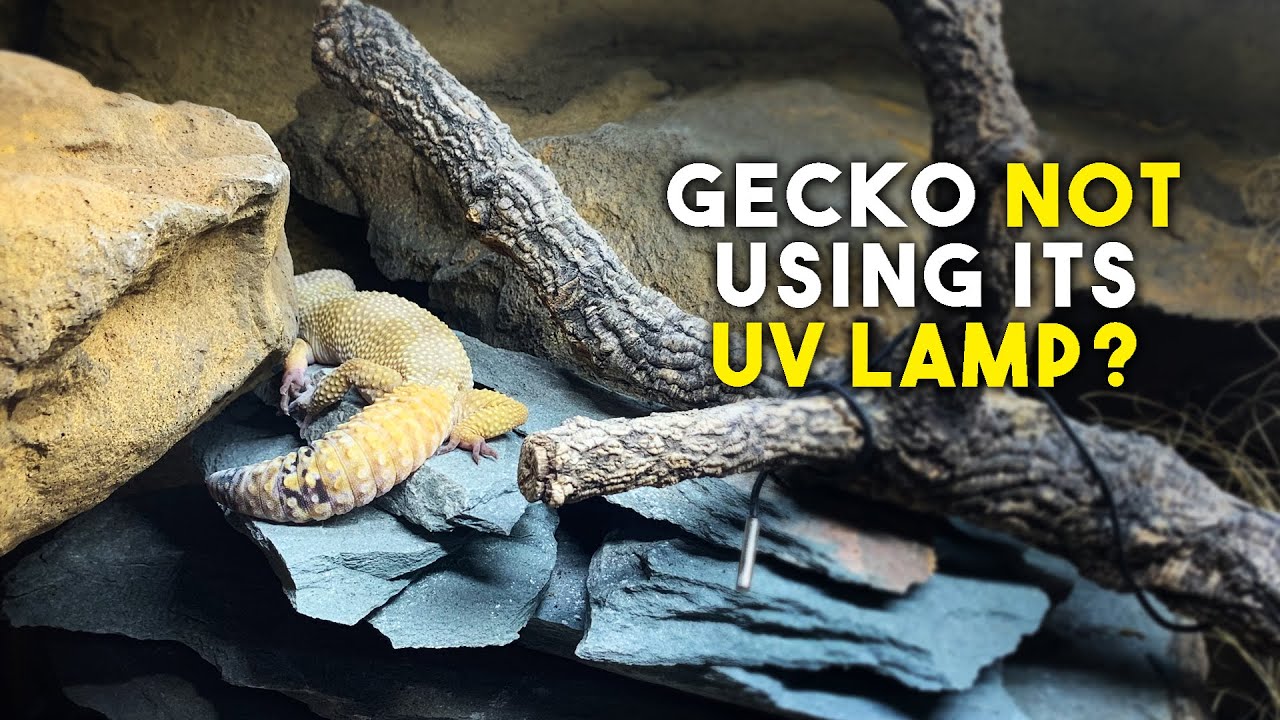 Reasons Why Your Leopard Gecko Isn't Using Its UV Lamp