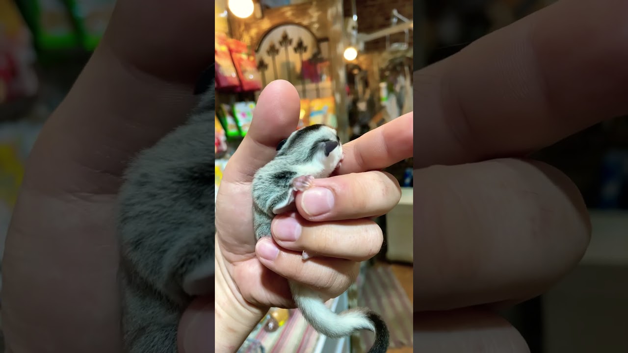 当店繁殖！フクロモモンガのホワイトフェイス(男の子)デビューしました♪ 熱帯倶楽部吉祥寺店