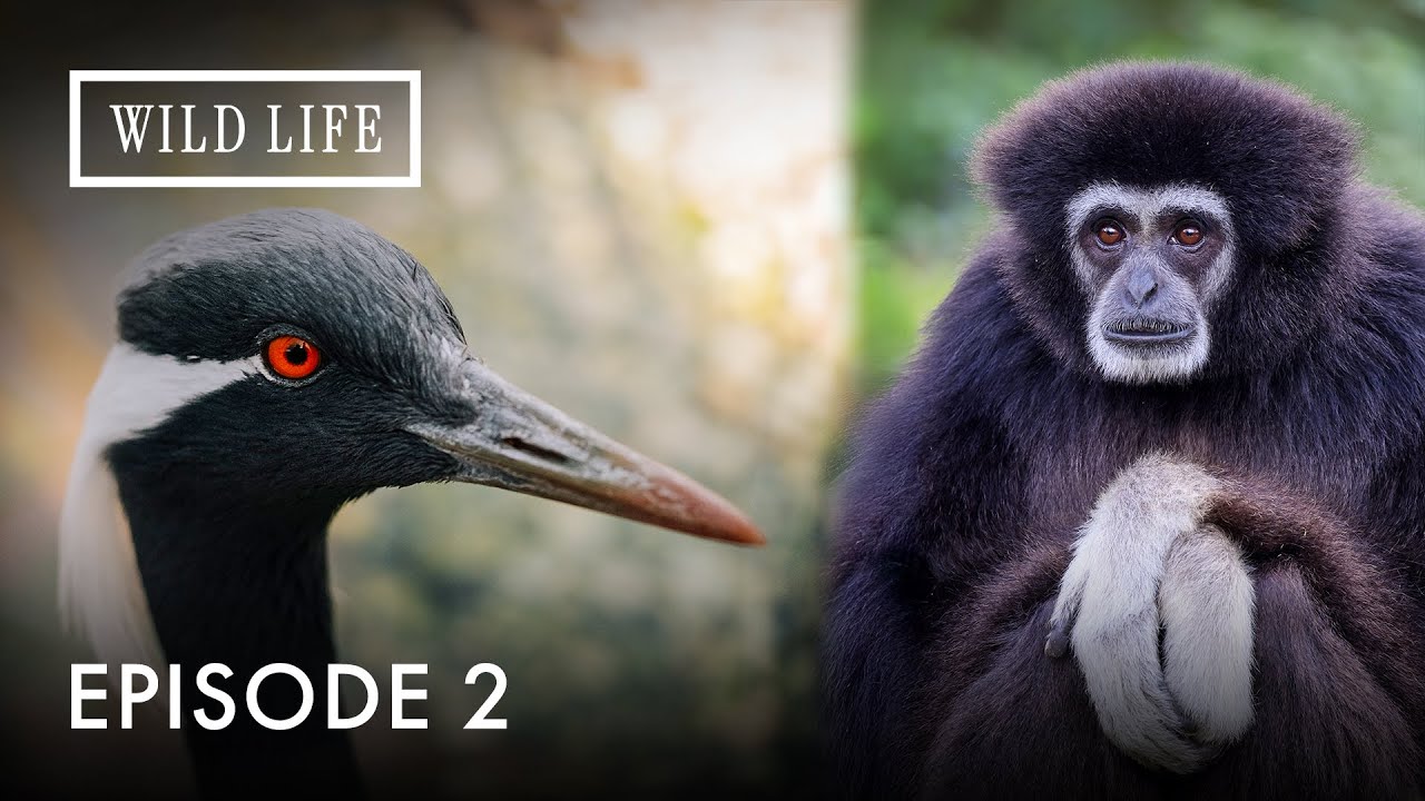 Endangered Wonders: Yunnan's Hidden Life | Destination China | Episode 2