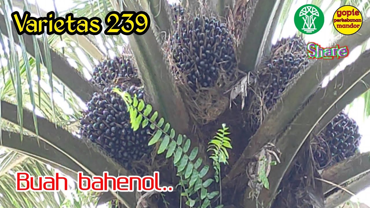 kelapa sawit varietas 239 ppks di batang dan dipanen buahnya bahenol