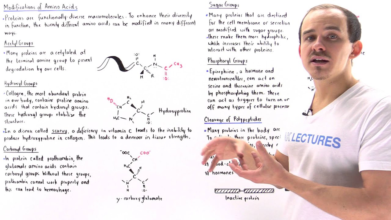 Modification of Amino Acids