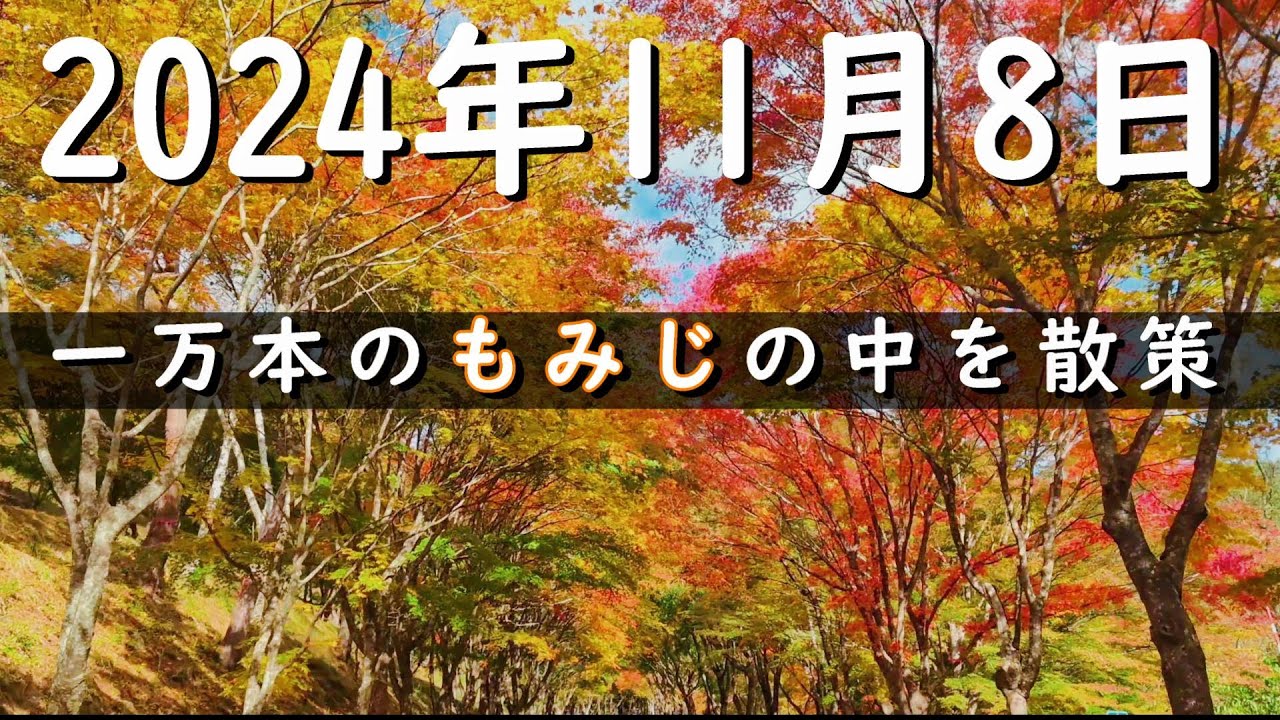 もみじ湖の紅葉(2024.11.8) | 一万本のもみじの紅葉を散策 | 4K, もみじのトンネル, おすすめ紅葉スポット一位(じゃらん), 信州紅葉, トレッキング, ハイキング, 自然散策