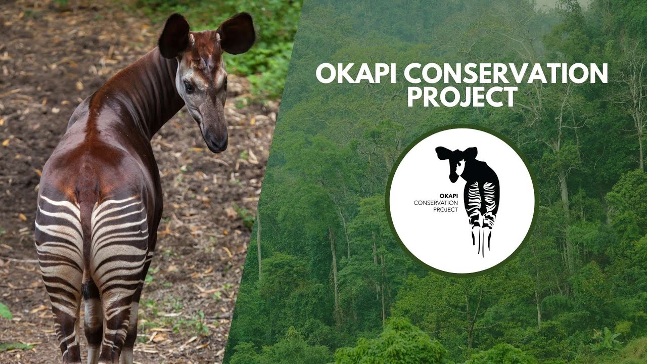 Protectors of the Okapi | Wildlife Conservation Expo 2022