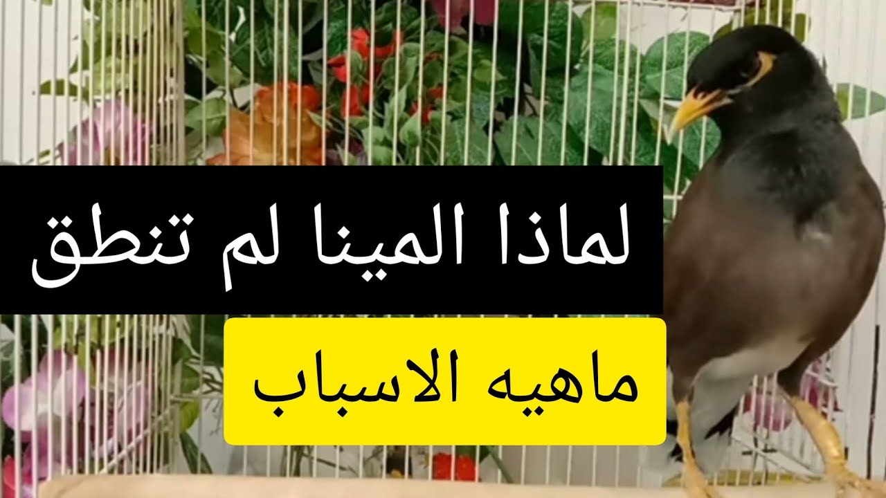 لماذا طائر المينا لم ينطق😯 وإذا كانت خرسه أو صامته وماهيه الحلول 😉