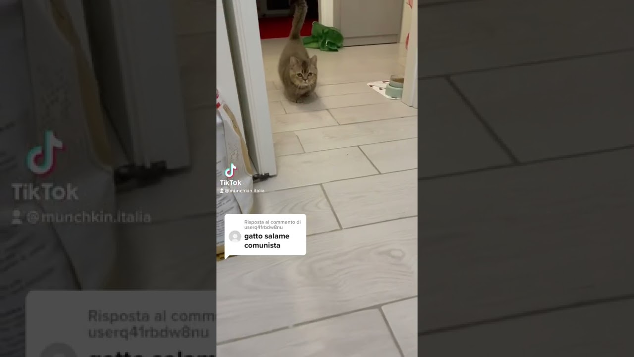 #scottishkilt #allevamento #cat #cuccioli #kitten #munchkincat #videodivertenti #gatto #munchkin