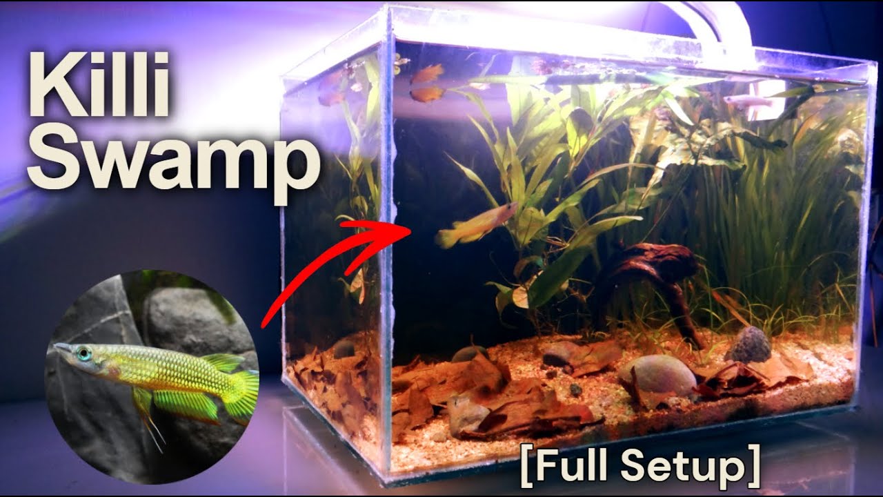 Killi Swamp: Natural Swamp-Style Aquarium for Killifish [Full Setup]