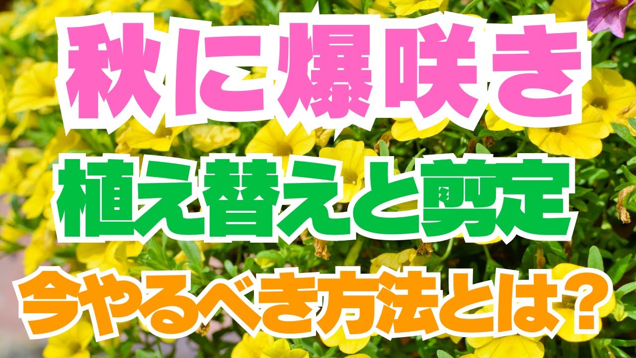 【重要作業】　秋に爆咲きさせる植え替えと切り戻し　実演はハイビスカスですが草花もほぼ同じでできます！