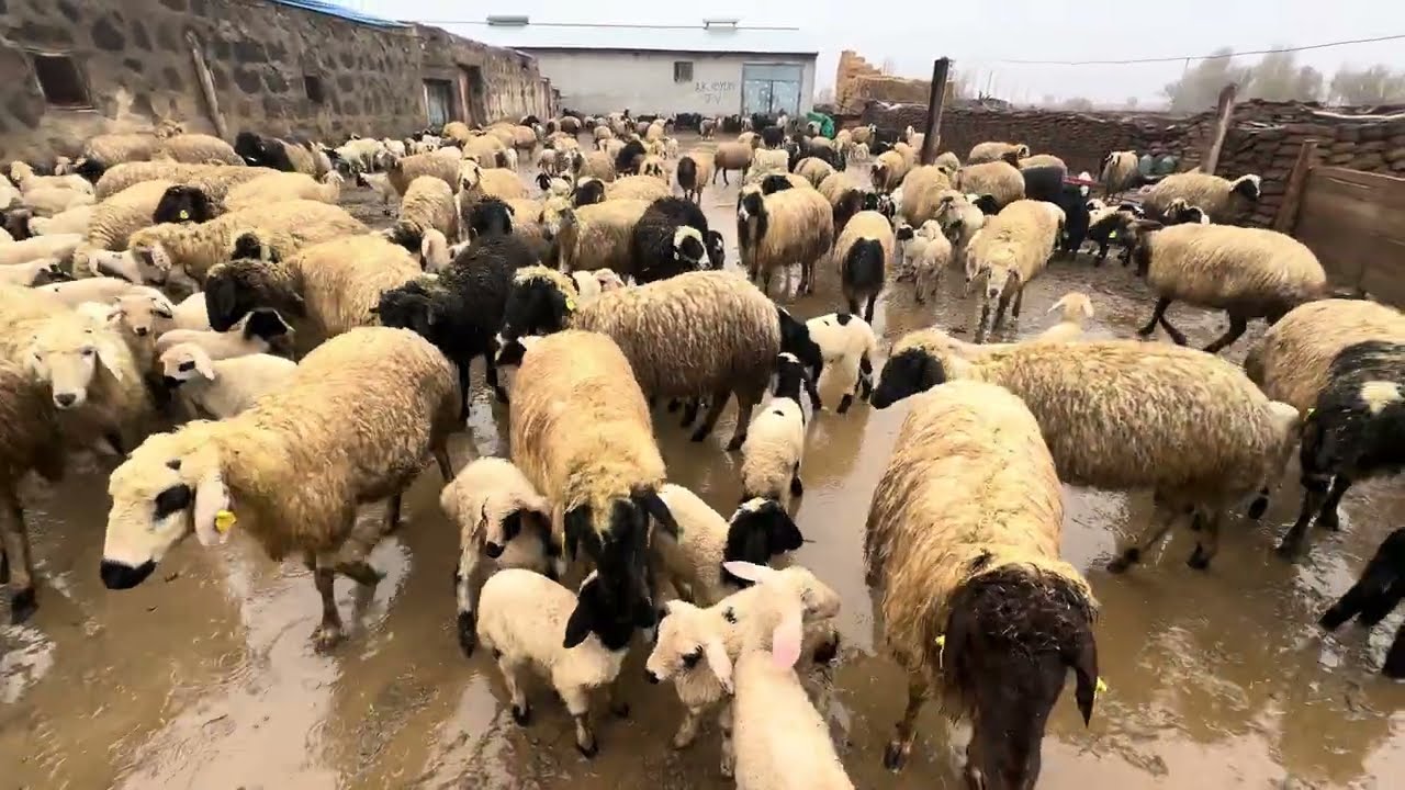 KUZU KOYUNLARIN YAĞMURLU HAVADA KAVUŞMASI 