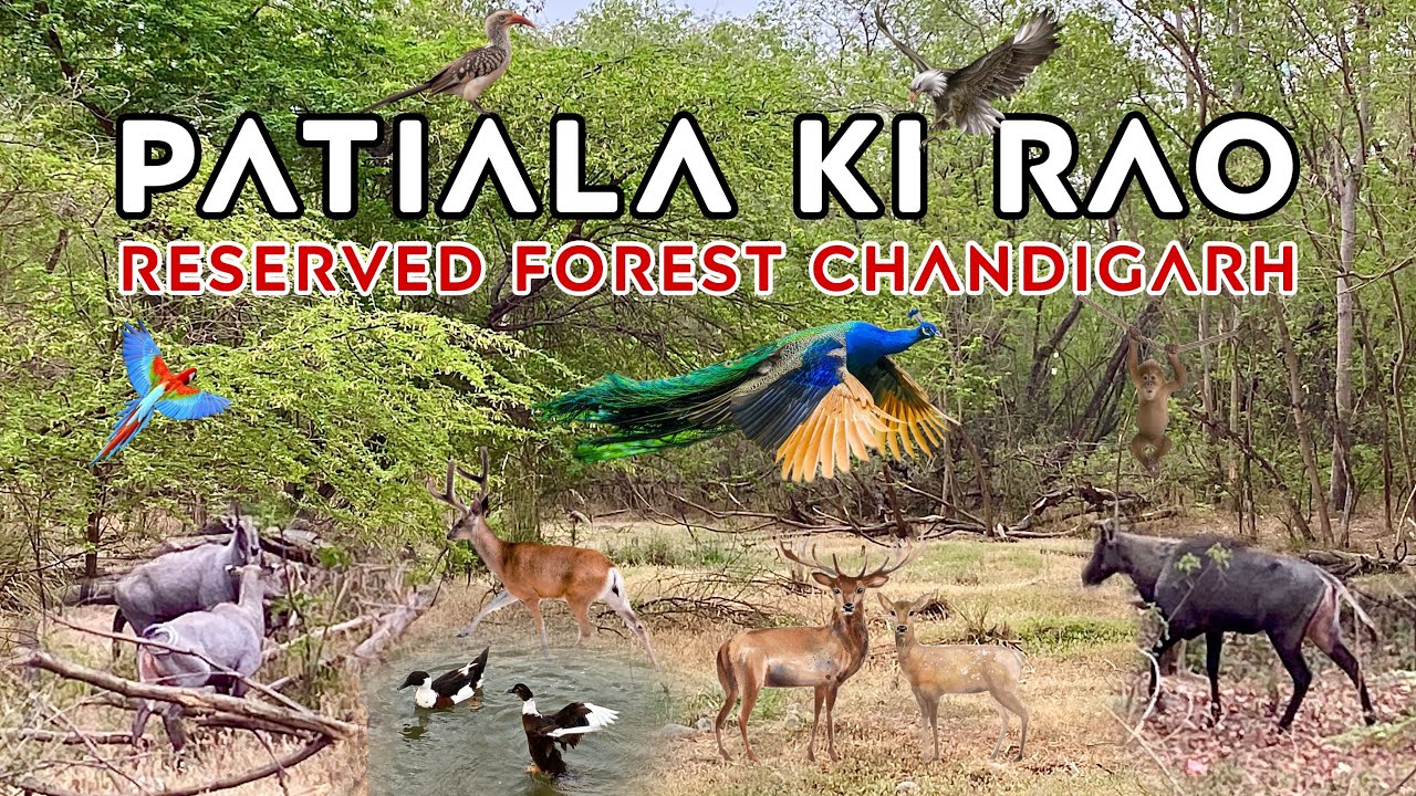 Jungle in Chandigarh | Patiala ki Rao Forest | Wildlife Spotting | Dhana Lake