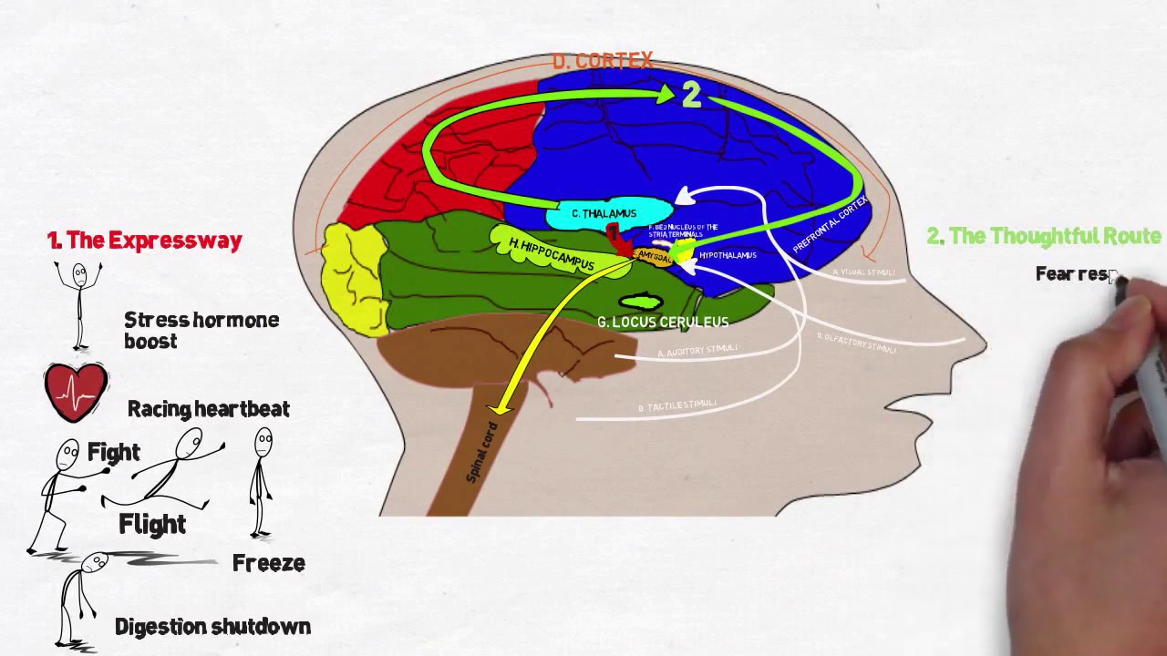 Brain reaction to Anxiety and stress