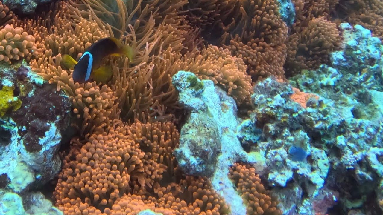 Diving in Fiji '24 - Circus Circus 