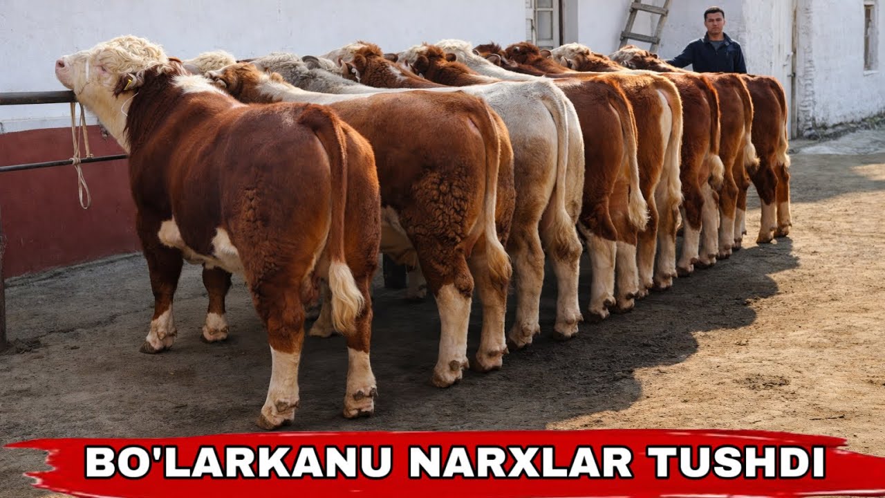 BO’LARKANU NARXLAR YANA TUSHDI✅✅✅13 марта 2026 г.