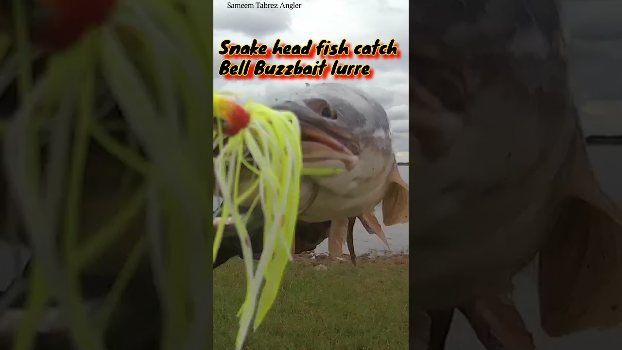 Fishing || Snake head fish catch || Bell Buzzbait lurr #shorts