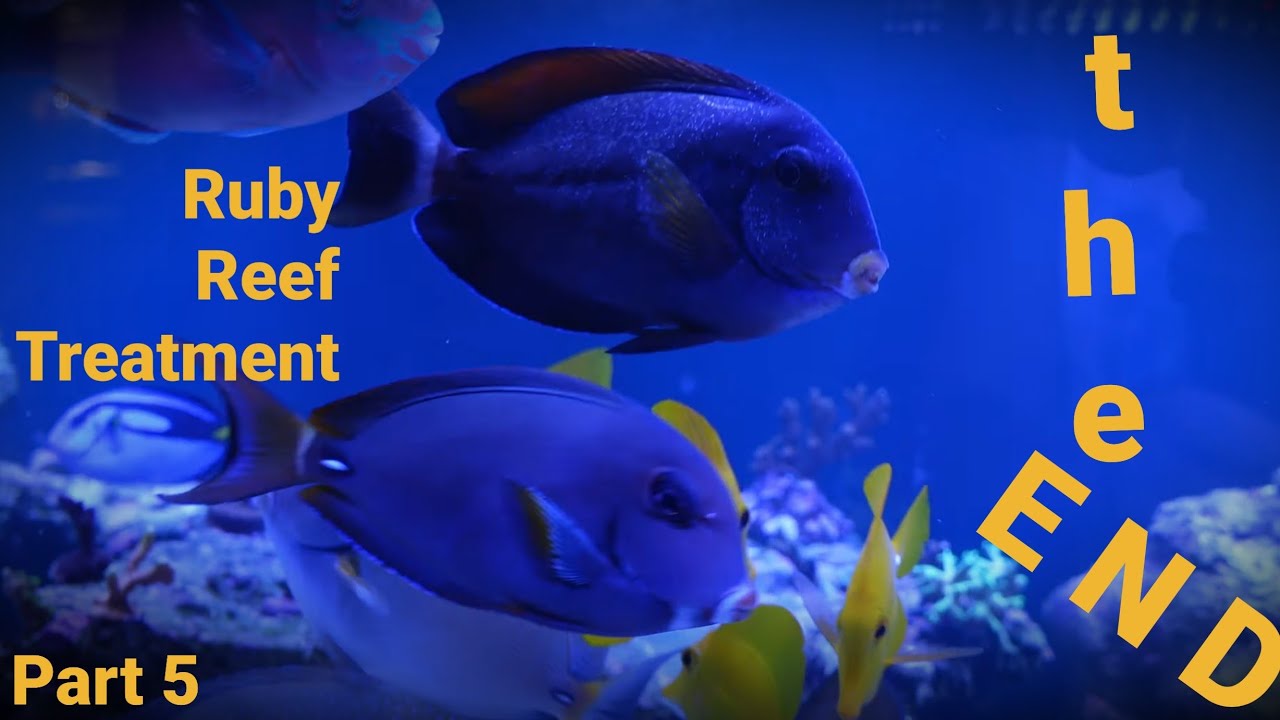 The End - Ruby Reef Kick-Ich/Rally Pro Treatment - Part 5