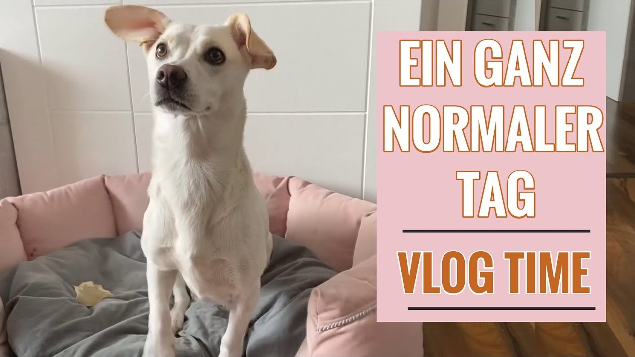 VLOG Theater FAIL & ein ganz normaler Tag mit Hund- Mel.L- Der Alltag als Schauspielerin