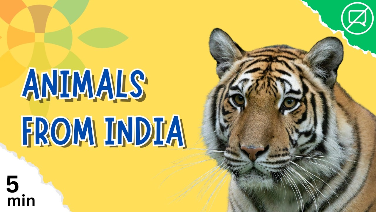 Bengal Tigers, Elephants & More | 10 Animals from India for Kids ✨