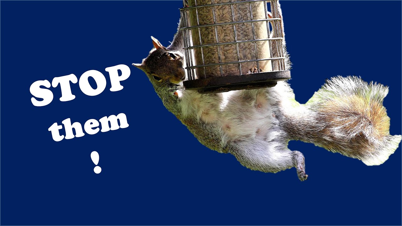 Keep Squirrels Off Your Bird Feeder - Simple DIY solution