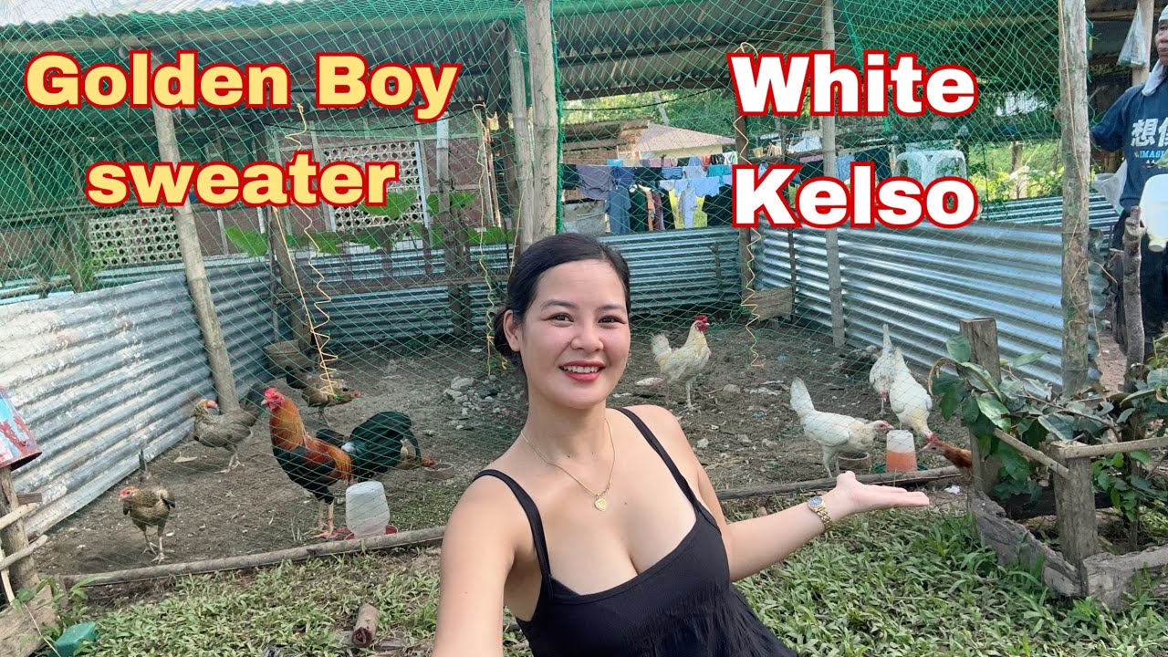 White Kelso and Golden boy Sweater Update!