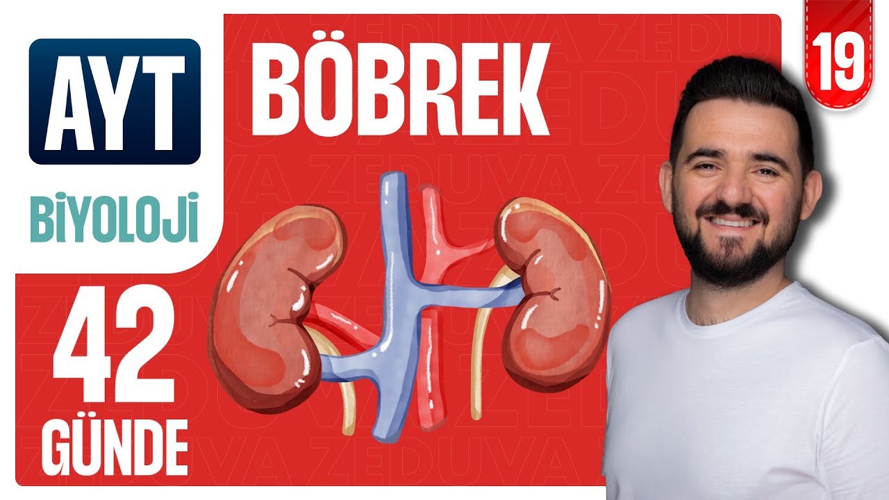 Böbrek Yapısı - Üriner Sistem Soru Çözümü | 42 GÜNDE AYRINTILI AYT BİYOLOJİ KAMPI 2026-2027 | 19.GÜN