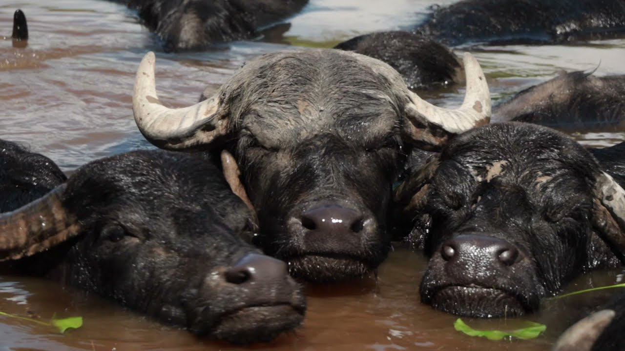 Water Buffalos Swimming In Norwegian Lake (asmr)