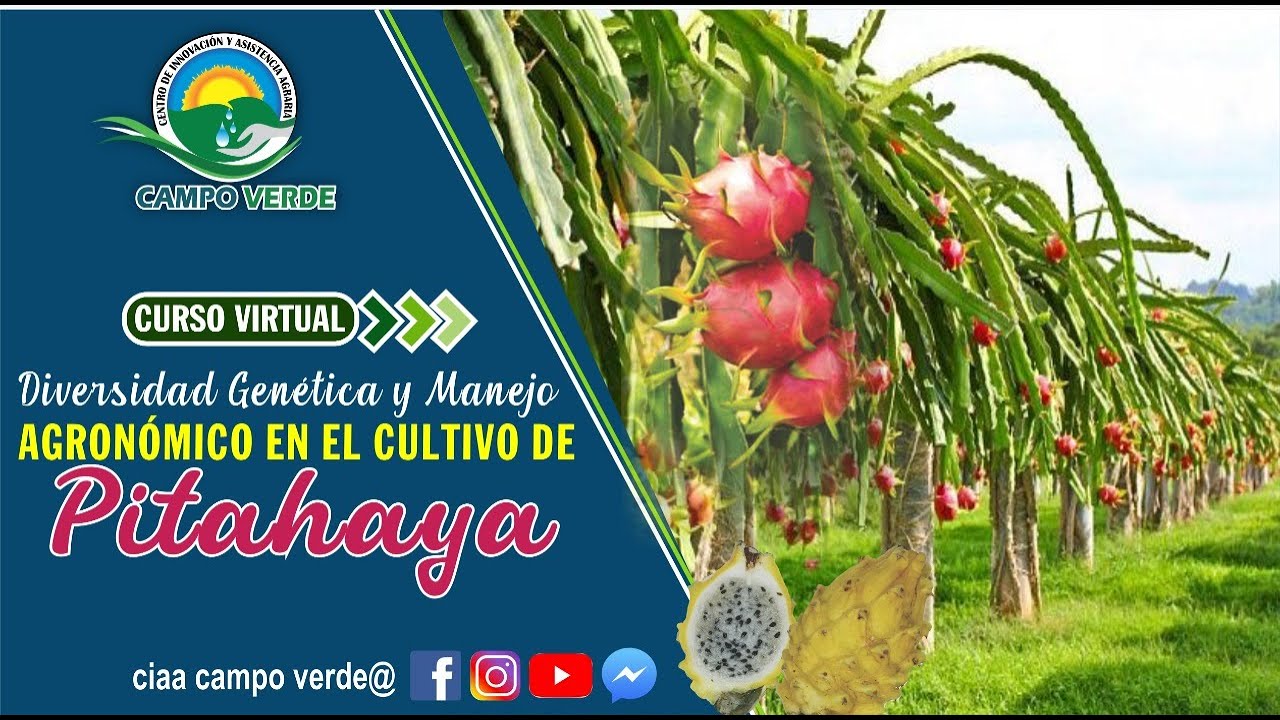 ✅ Diversidad Genética y manejo Agronómico en el cultivo de Pitahaya