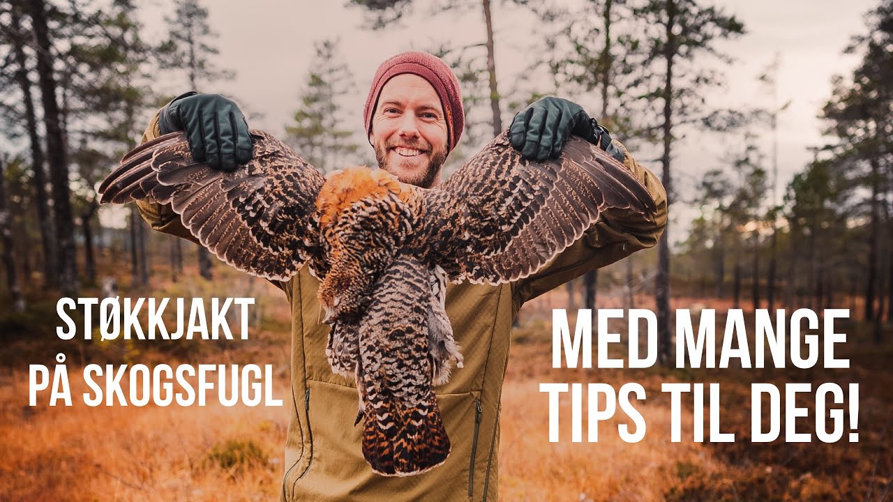Skogsfugljakt Masse tips til STØKKJAKT