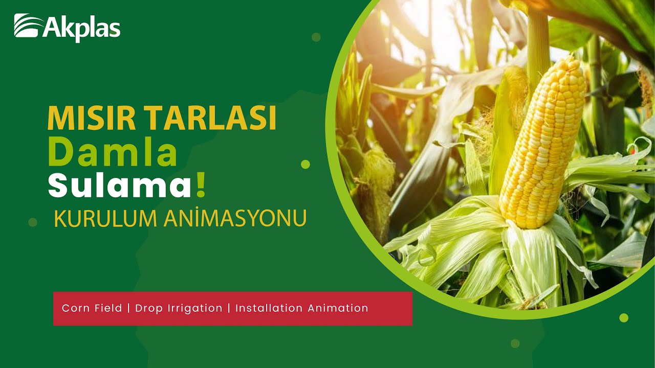 Akplas Sulama Sistemleri - Mısır Tarlası Damla Sulama Kurulum Animasyonu