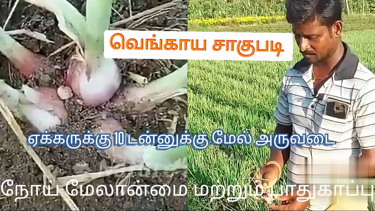 சின்ன வெங்காயம் சாகுபடி 50 சென்டில் 3 முதல் 6 டன் | how to grow smallonion|Chinna vengayam sagupadi