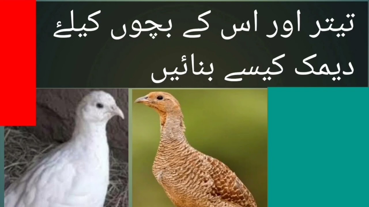 Deemak kaise banaien |  دیمک بنانے کا طریقہ