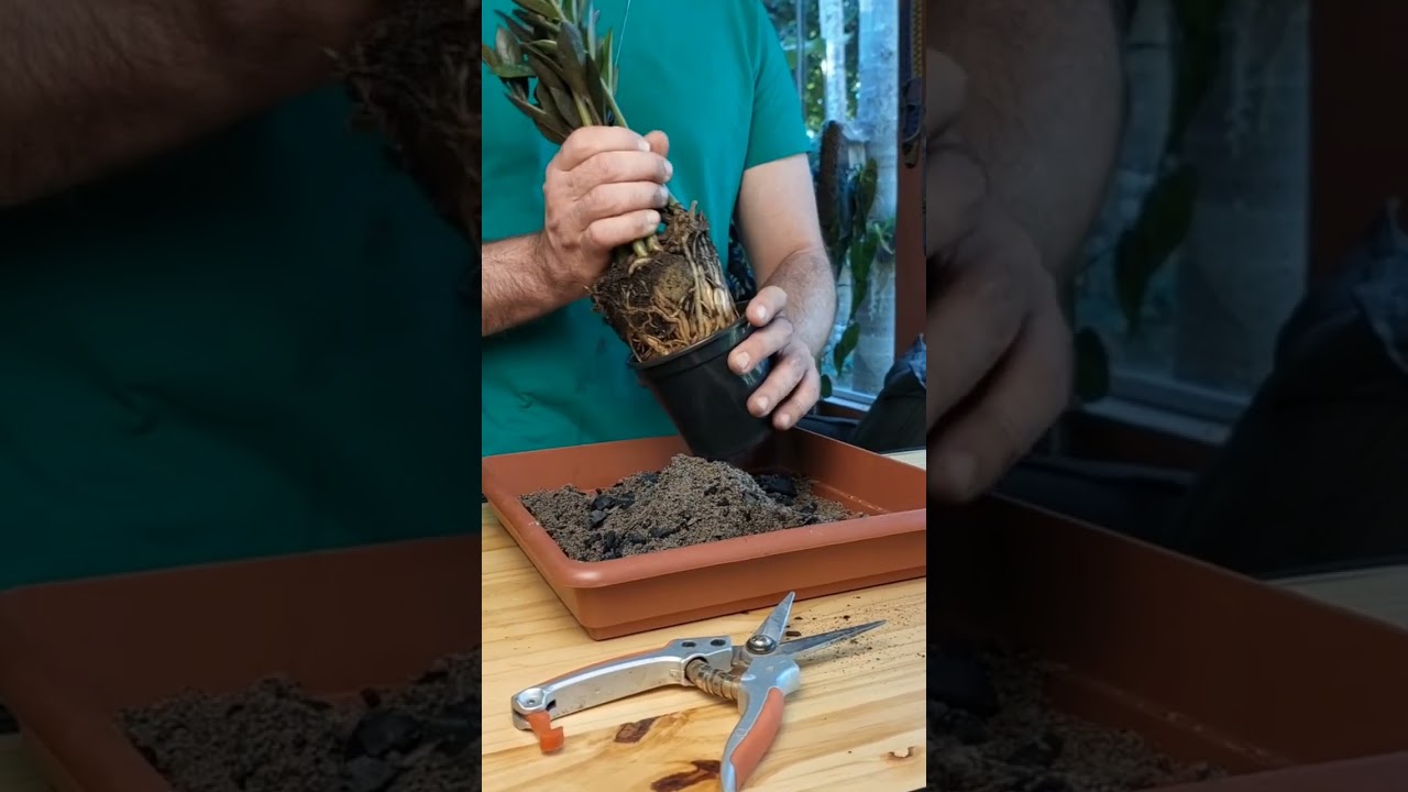 Como plantar zamioculcas #plantas #zamioculca #shorts