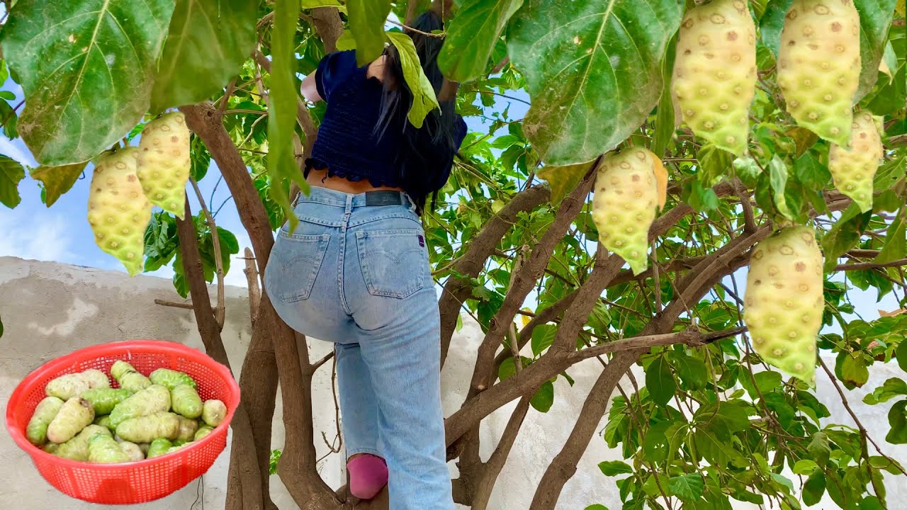 This Soup Help You Stay Younger Than Your Age And Shape| Noni Chicken Soup Recipe