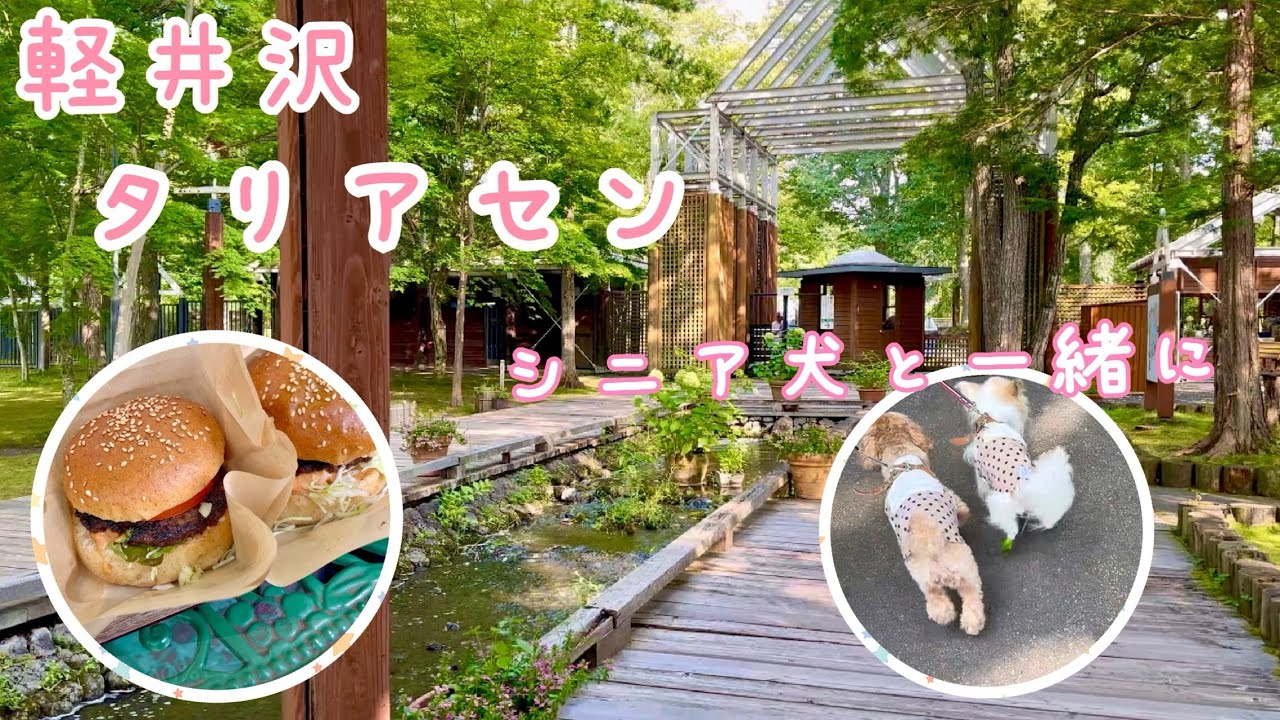 シニア犬と一緒にのんびり軽井沢お散歩♡
