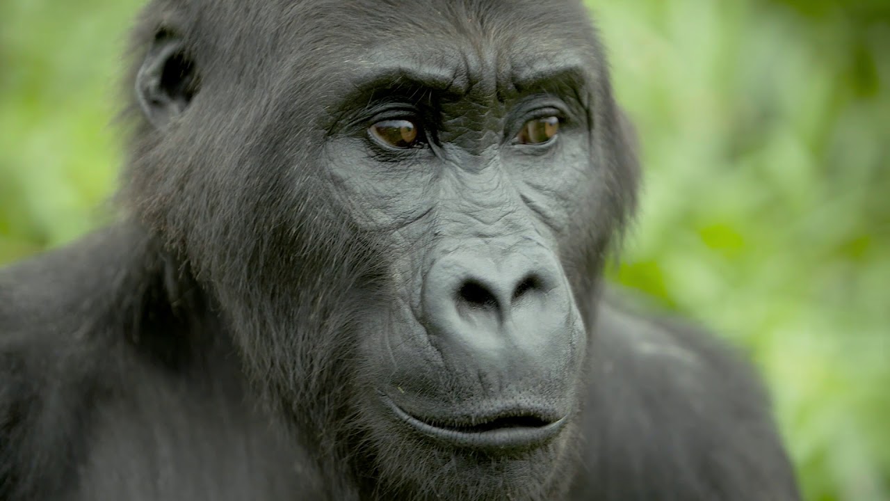 Disney Conservation Fund: Saving Wildlife, Inspiring Action, Protecting the Planet