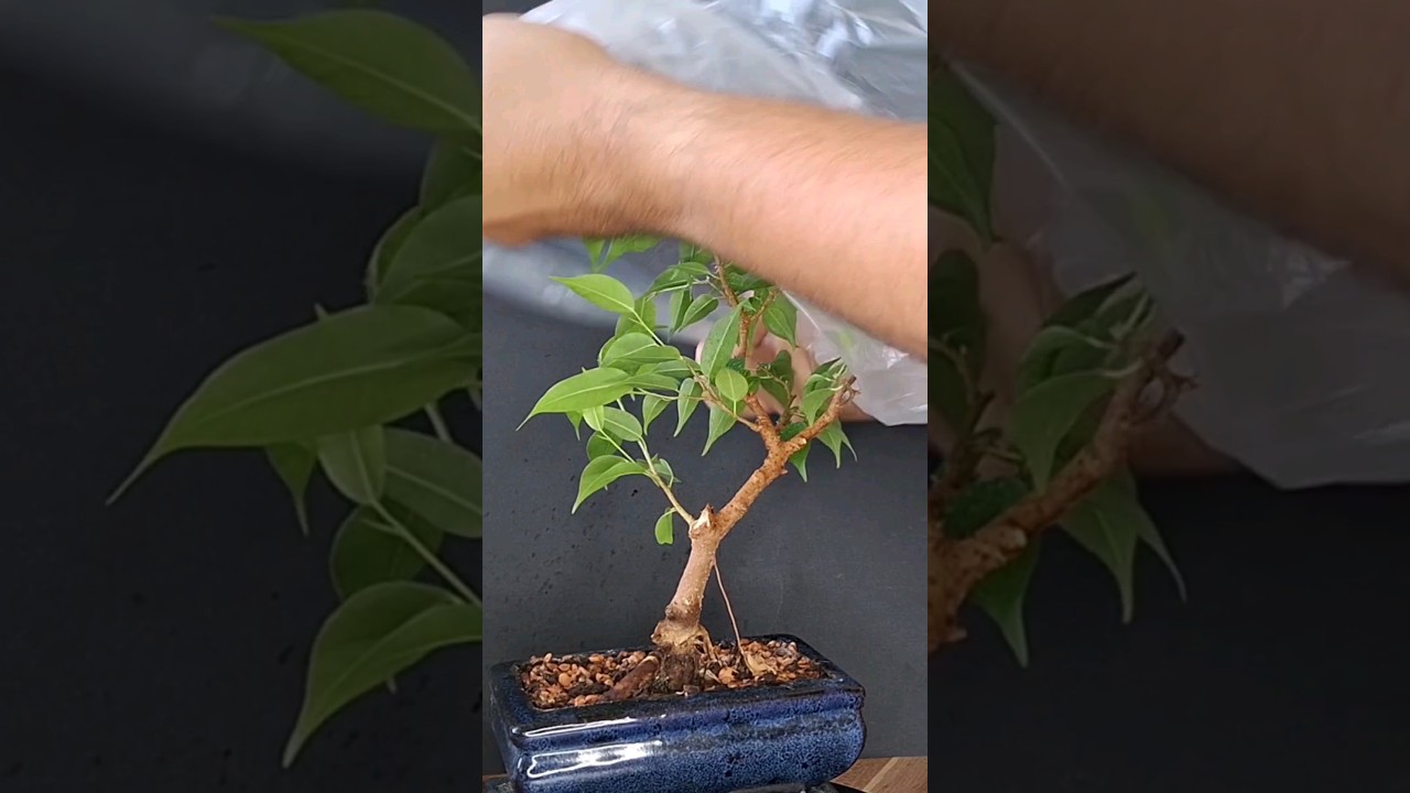 Aerial roots via plastic bag!?