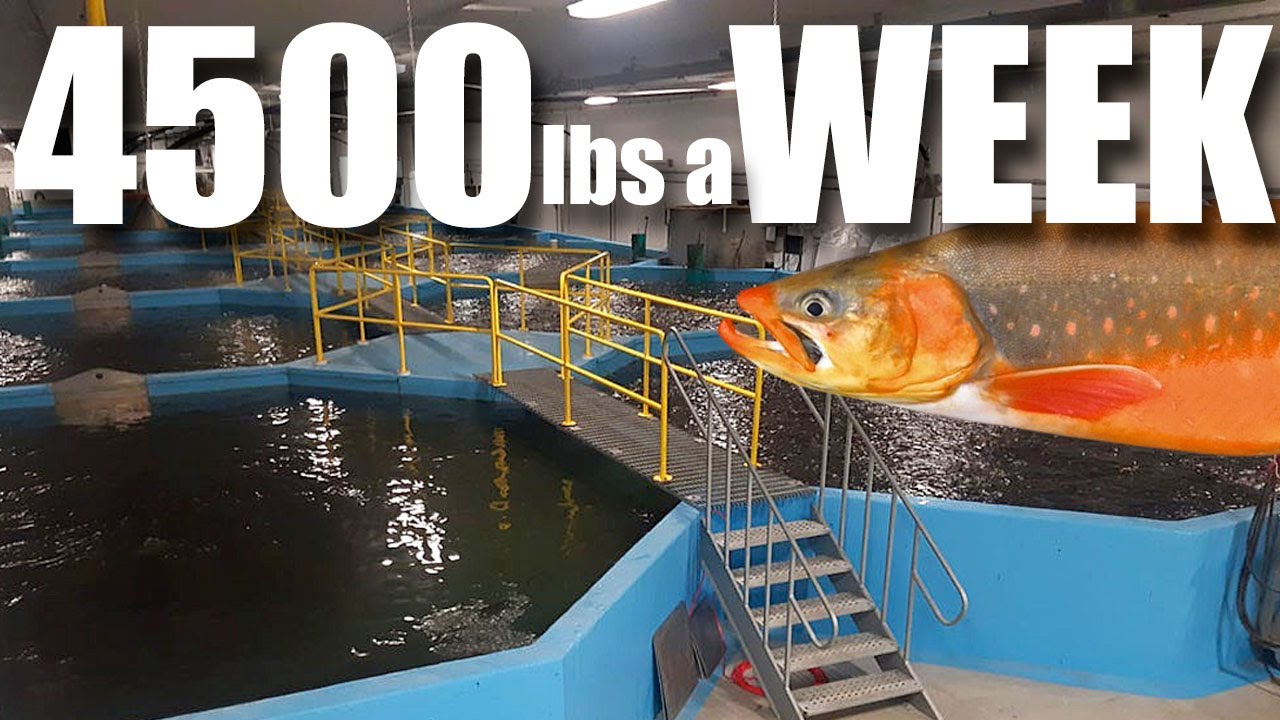 Incredible Tour of a world class Arctic Char production facility