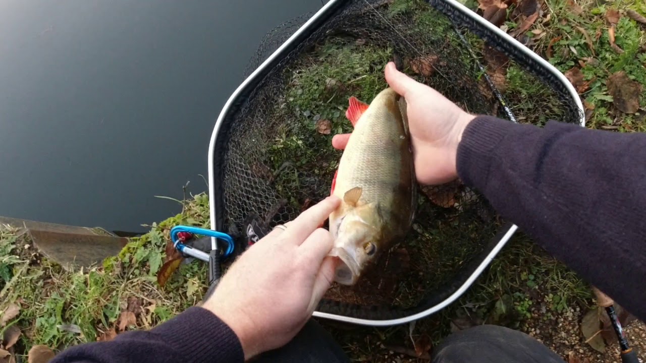 Short Session Lure fishing for Big Perch on BFS