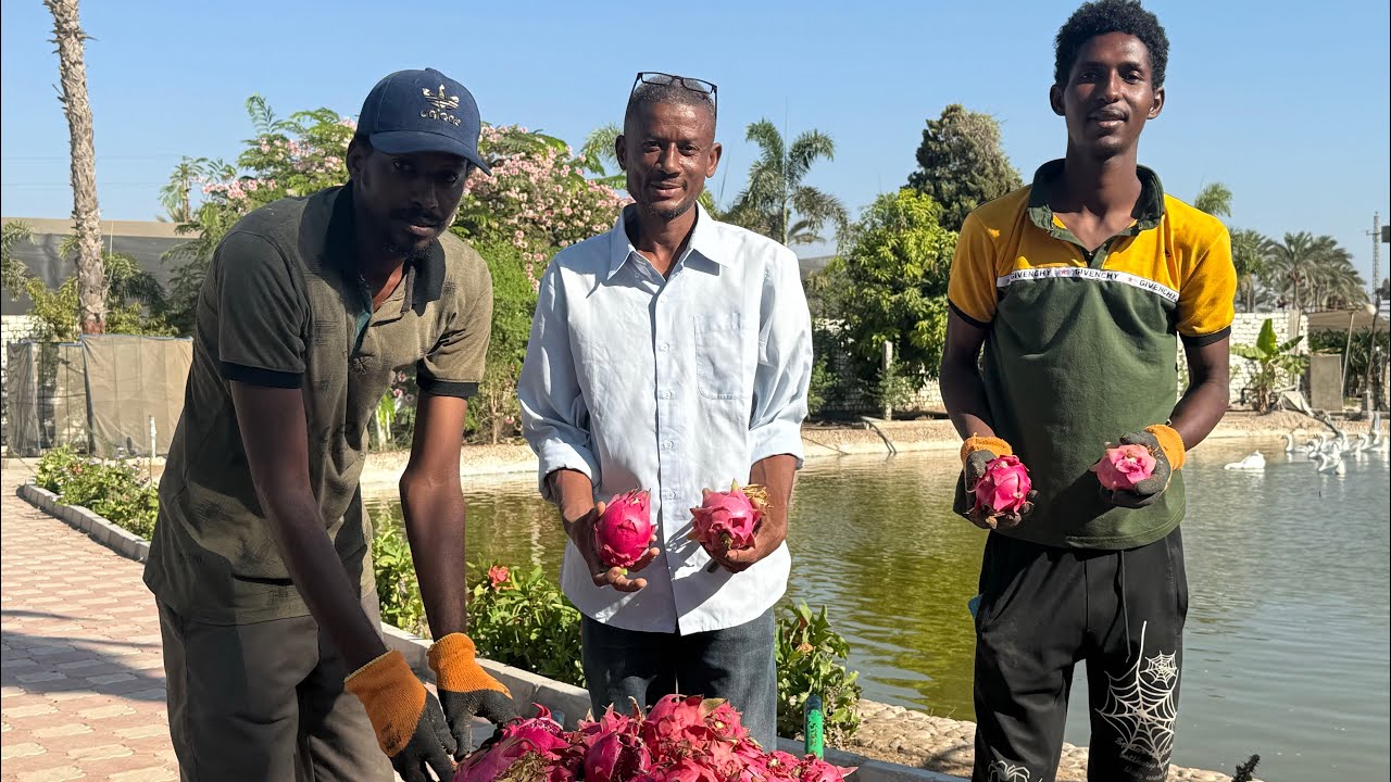الحلقة ٢٩١ جمع ثمار الدراجون فروت Harvesting Dragon Fruit