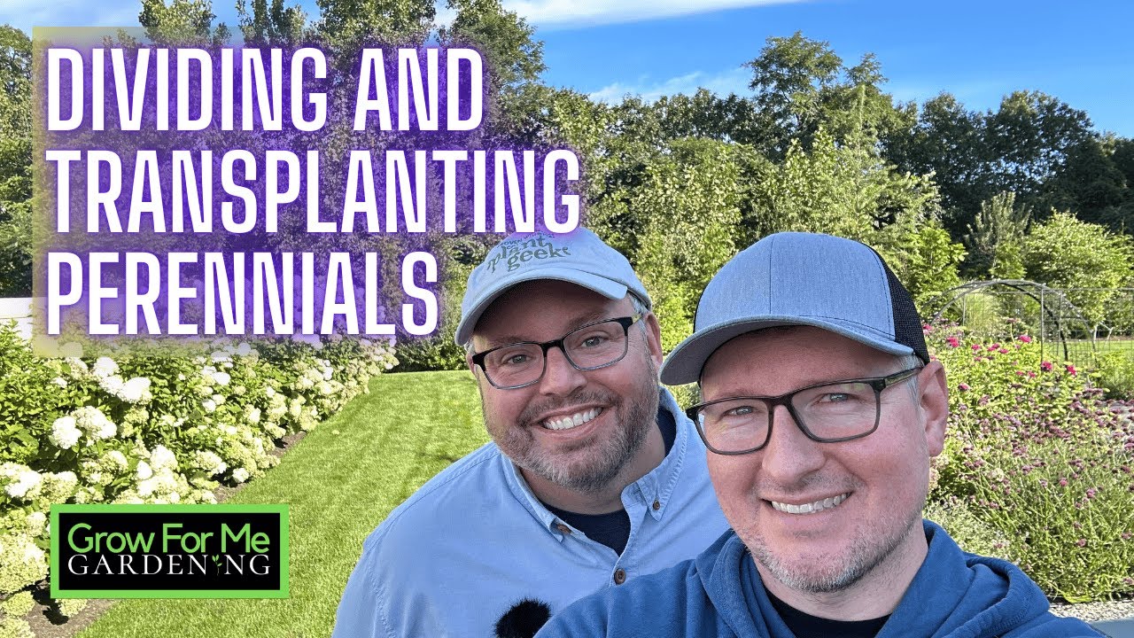 How to Divide and Transplant Perennials in Fall 🌿 Easy Garden Refresh Tips in Zone 6