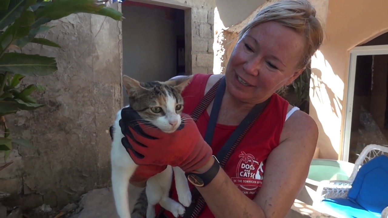 Dogs and Cats of the Domenican Republic DCDR Outreach