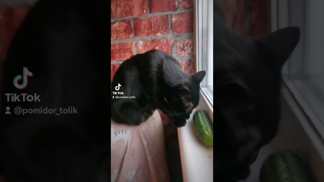 Black Cat Tolik and cucumber 